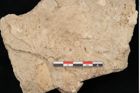 Foto (Detailansicht) von Tilia europaea L. (NHMW-GEO-2024-0188-11331)